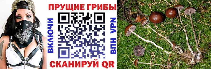 Псилоцибиновые грибы Psilocybine cubensis  Слюдянка 